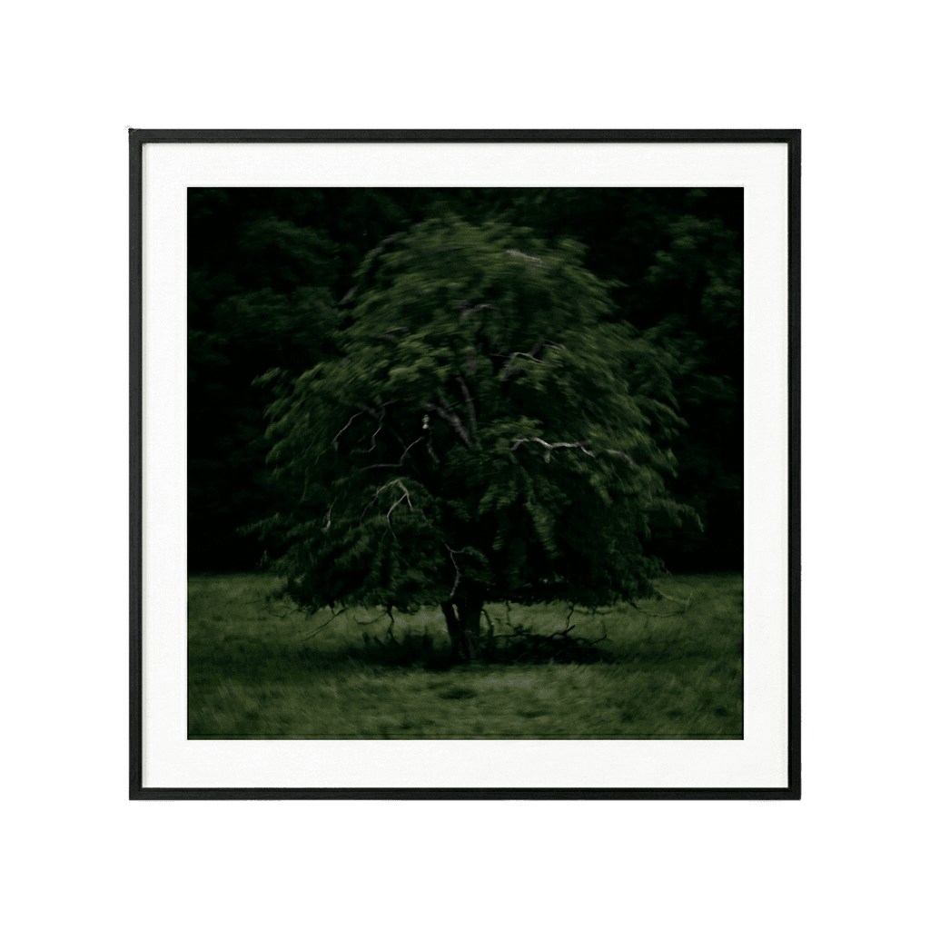 Solitary Willow, view 1