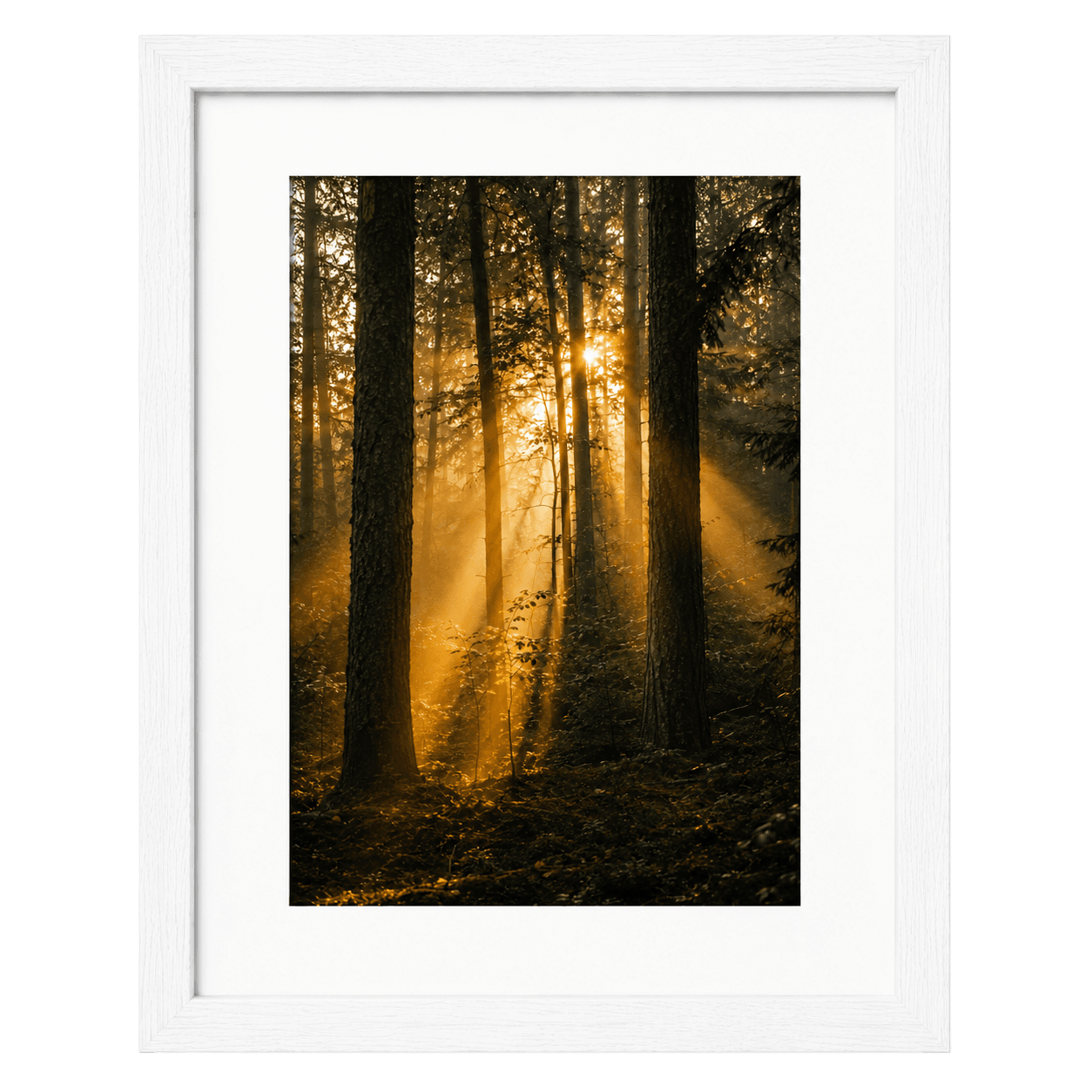 Forest Light, view 1